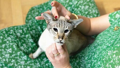 Cleaning best sale cat's ears